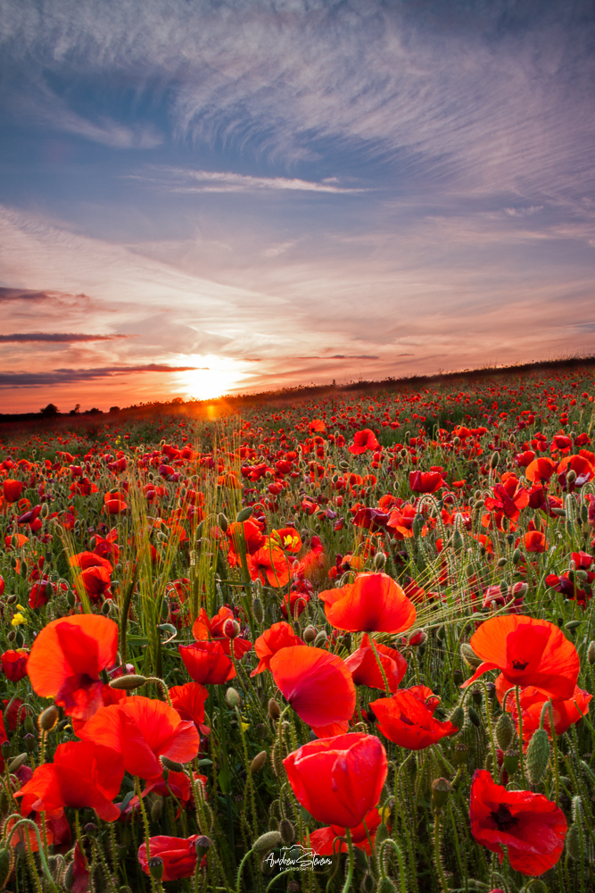 Poppies At Sunsight